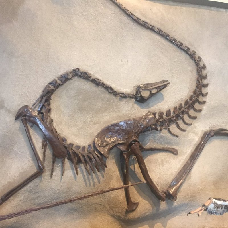 Rock and Dino I 3×30 I Dromiceiomimus